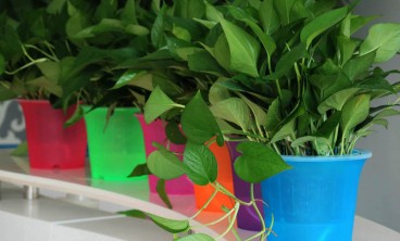 植物租赁养护细节