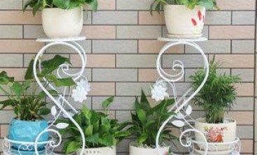 如何选择适合家居装饰的花卉