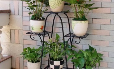 梅雨时节盆栽花卉怎么养护？