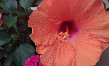 扶桑常见虫害及防治方法