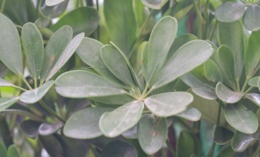 鸭脚木叶子发黄掉了是怎么回事