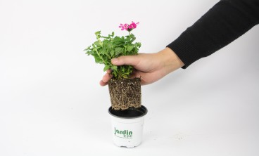 美女樱的虫害防治