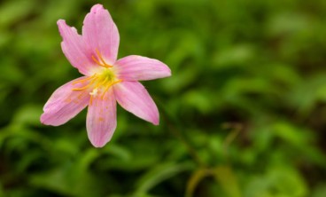 韭菜莲叶子枯黄怎么办