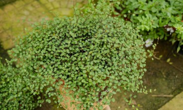 千叶吊兰叶子发黄掉落怎么办