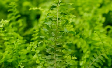 波斯顿蕨叶子干枯是怎么回事