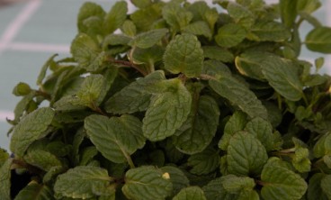 薄荷主要病虫害的防治办法