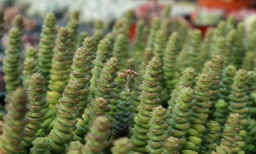 钱串叶子发黄怎么办