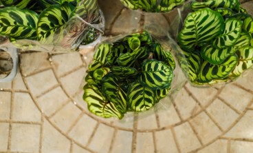 孔雀竹芋叶子发黄怎么办