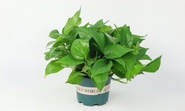 家里的绿萝烂叶子？你一定没注意这几点