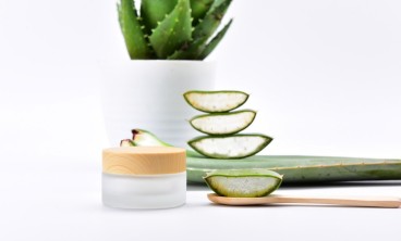 芦荟叶子发黄干瘪了怎么办