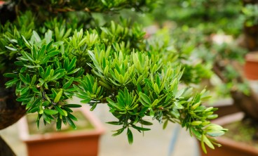 罗汉松叶子发黄怎么办