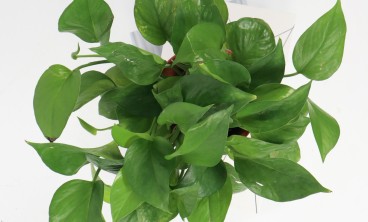 水培绿萝叶子发黄怎么办