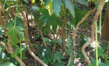 八角金盘叶子发黄怎么回事