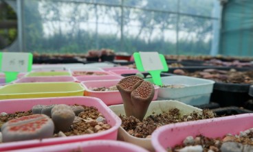 生石花根粉蚧的防治方法