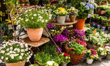 春兰叶尖干枯怎么办