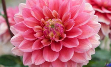 怎么防止大丽花叶子发黄、掉落