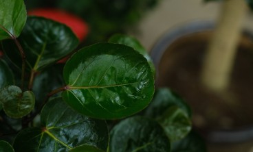 福禄桐叶子发黄怎么办