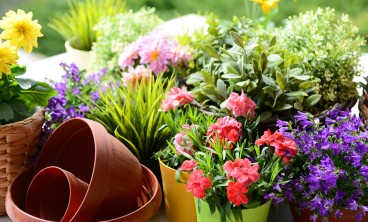 子持年华叶子萎蔫是怎么回事