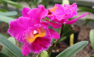 卡特兰的虫害防治方法