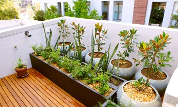 文殊兰叶子变黄怎么办