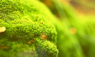 苔藓发黄怎么办