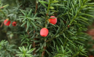 红豆杉叶子发黄的原因及解决方法