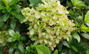 八仙花（绣球花）虫害防治