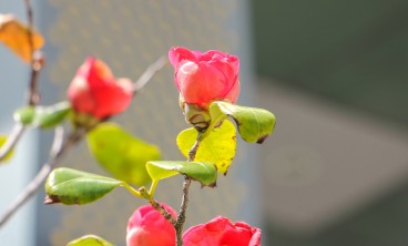 茶花的主要虫害及其防治