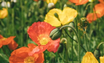 虞美人的叶子黄了怎么办