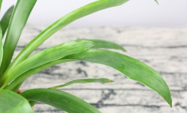 鸿运当头叶子发黄怎么办