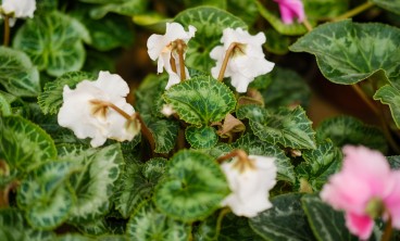 仙客来的虫害防治