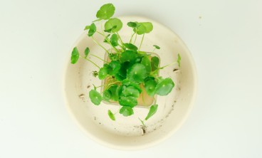 铜钱草生虫子咋办