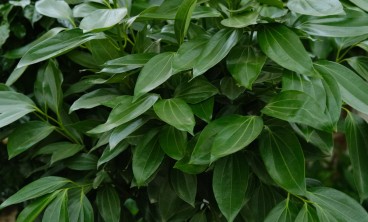 平安树叶子下垂怎么办