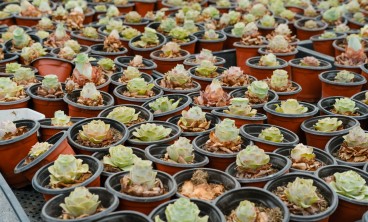 山地玫瑰叶子发黄怎么办