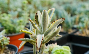 月兔耳的病虫害及其防治