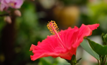 扶桑花叶子发黄怎么办