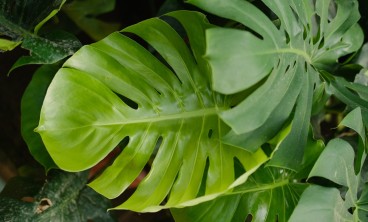 龟背竹常见虫害及防治方法