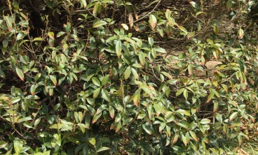 桂花叶子发黄是什么原因