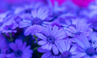 瓜叶菊叶子发黄怎么办