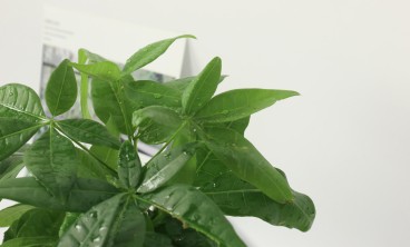 发财树叶子下垂怎么办