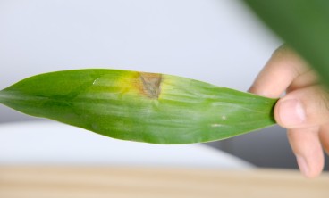 为什么富贵竹叶尖发黄