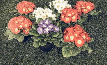 报春花虫害防治