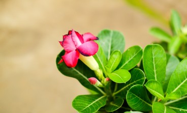 沙漠玫瑰叶子卷曲怎么办