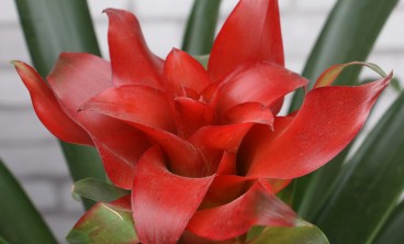 鸿运当头的虫害及防治方法