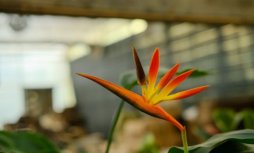 鹤望兰叶子发黄开裂怎么办