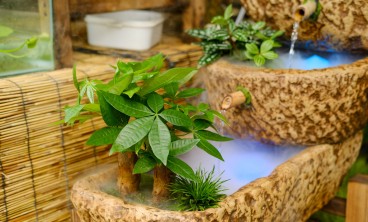 发财树叶黄萎蔫还下垂……一分钟教你解决