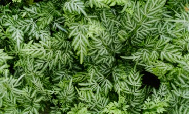 凤尾蕨叶子发黄怎么办