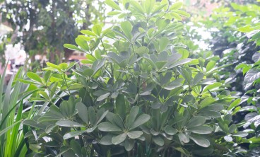 鸭脚木虫害及防治方法