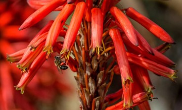 芦荟常见虫害有哪些