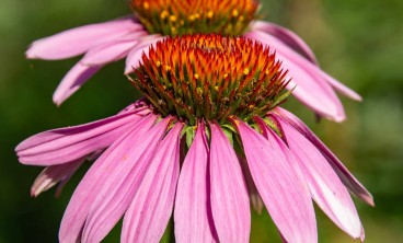 紫松果菊的病虫害防治